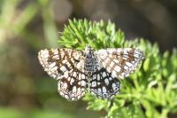 Chiasmia clathrata