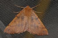 Colotois pennaria