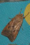 Sunira circellaris