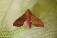 Deilephila porcellus