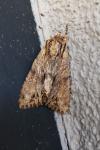 Apamea monoglypha monoglypha