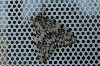 Lymantria monacha