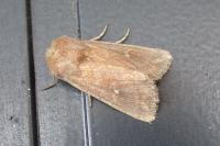 Mythimna albipuncta
