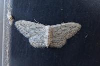 Idaea seriata