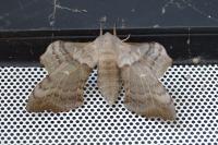 Laothoe populi