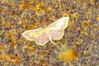 Idaea muricata