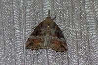 Hypena rostralis