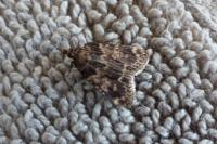 Aglossa caprealis