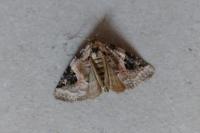 Pseudeustrotia candidula