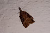 Hypena rostralis