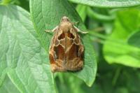 Archips crataegana