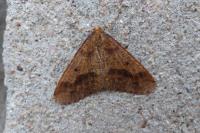 Erannis defoliaria