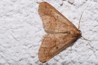 Erannis defoliaria