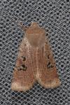Conistra rubiginosa