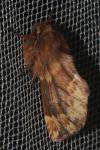 Ptilophora plumigera