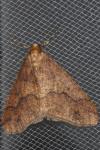 Erannis defoliaria