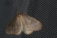 Operophtera brumata