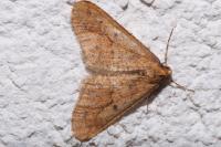 Erannis defoliaria