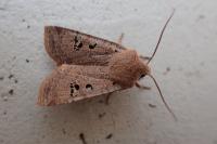 Conistra rubiginosa