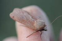 Noctua pronuba