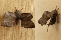 Laothoe populi