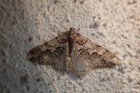 Agriopis leucophaearia