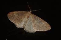 Phigaliohybernia marginaria