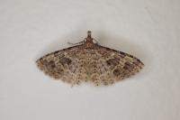 Alucita hexadactyla