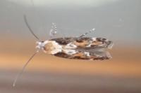 Mompha divisella