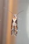 Mompha divisella