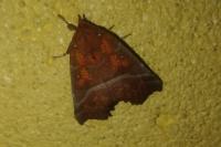 Scoliopteryx libatrix