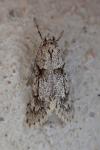Diurnea fagella