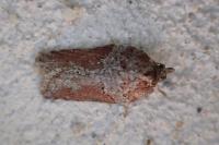 Acleris hastiana