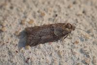 Tortricodes alternella