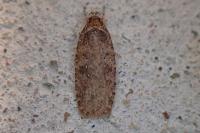 Agonopterix