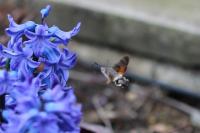 Macroglossum stellatarum
