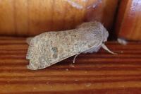 Orthosia cruda