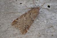 Alsophila aescularia