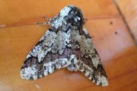 Biston strataria