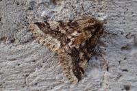 Lycia hirtaria