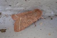 Orthosia cerasi