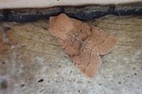 Orthosia cerasi