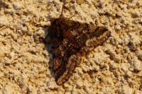 Lycia hirtaria