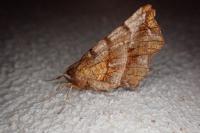 Selenia dentaria