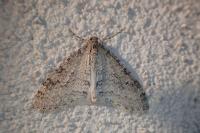 Trichopteryx carpinata