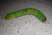 Phlogophora meticulosa