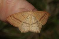 Cyclophora linearia