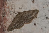 Ectropis crepuscularia