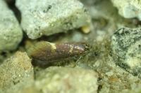 Eriocrania sangii