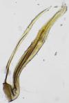 Eriocrania sangii